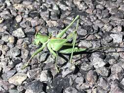 Image of Lesser Arid-land Katydid