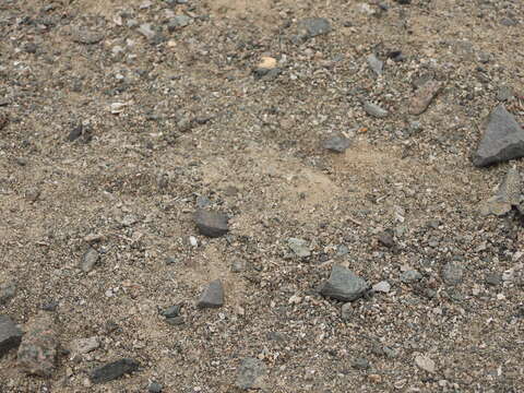 Image of Peruvian Tern