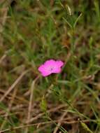 Image of Dianthus graniticus Jordan