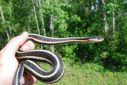 Sivun Thamnophis sirtalis parietalis (Say ex James 1823) kuva