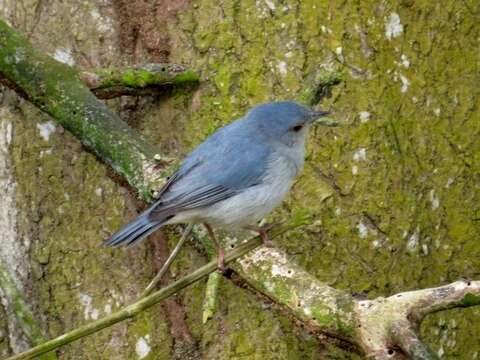 Image of Bicolored Conebill