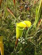 Image of Yellow Trumpets