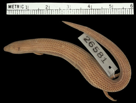 Image of Pathfinder Short-legged Skink