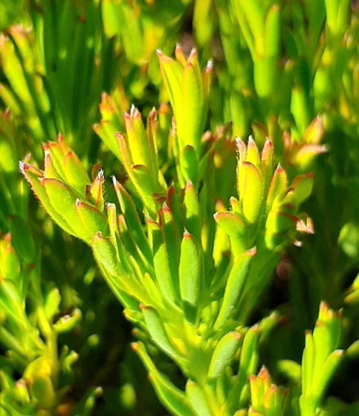 Image of Leucadendron modestum I. Williams