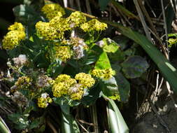 Plancia ëd Senecio banksii Hook. fil.