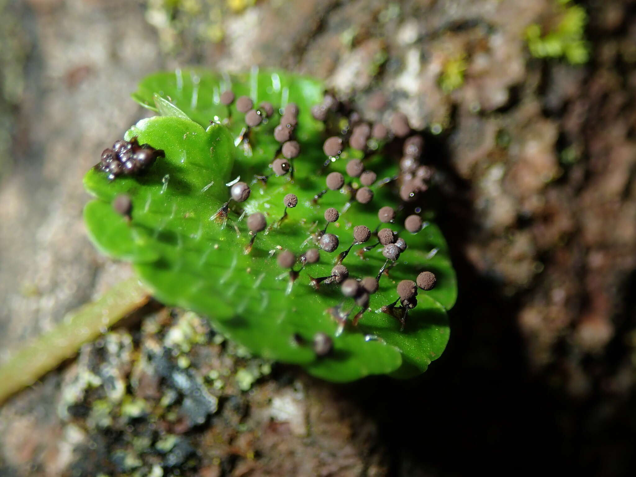 Image of Collaria arcyrionema (Rostaf.) Nann.-Bremek. ex Lado 1991