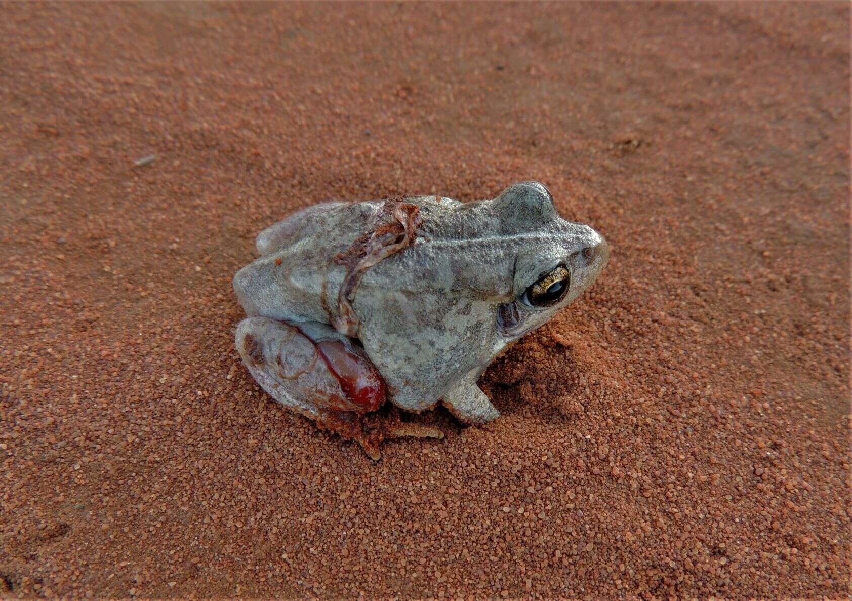 Image of Main's Frog