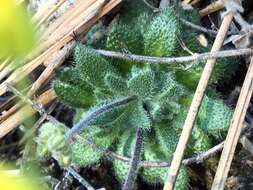 Image of rough draba