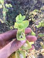 Image of Ross' pitcher sage