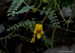 Image de Adesmia grandiflora Gillies