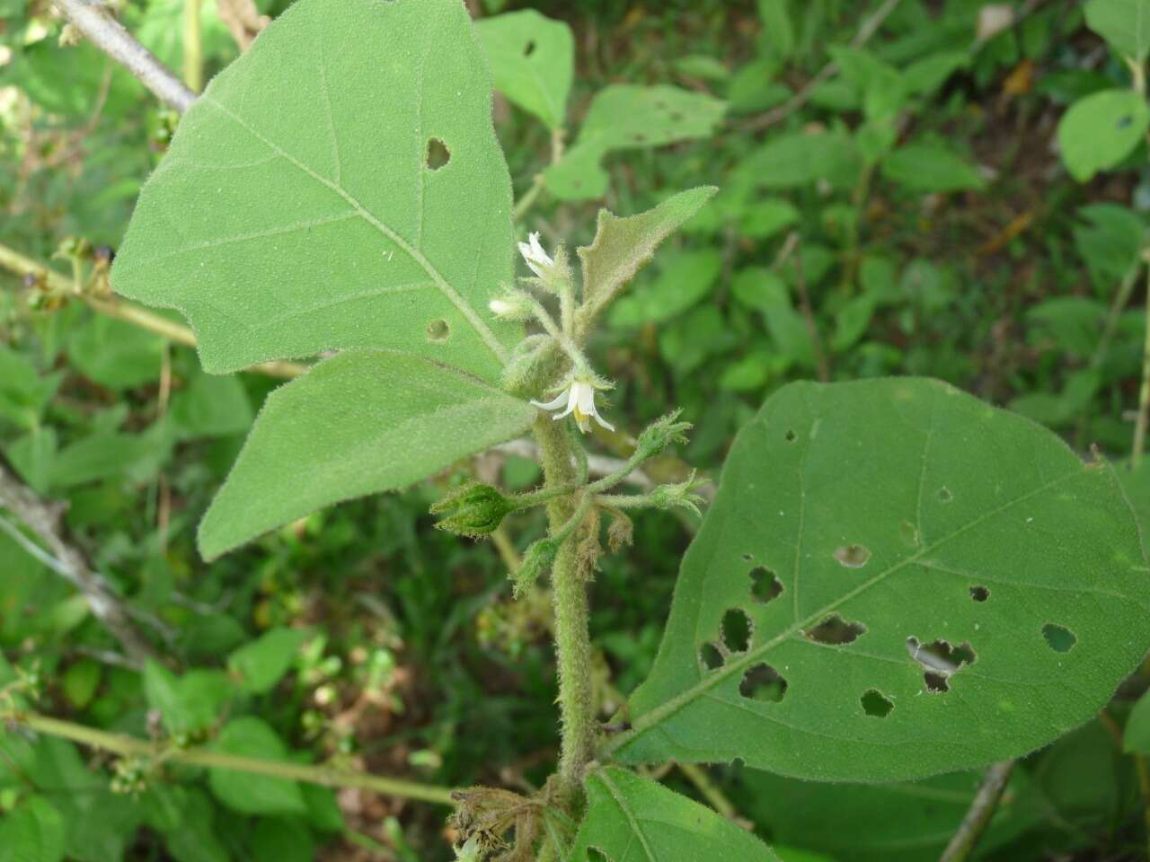 Image of Jamaican Nightshade