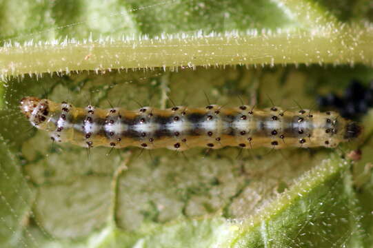 Image of Epermenia chaerophyllellus Goeze