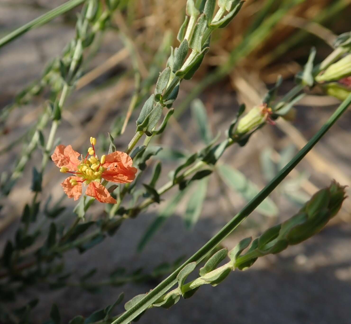 Image of Ammannia rigidula (Sond.) S. A. Graham & Gandhi