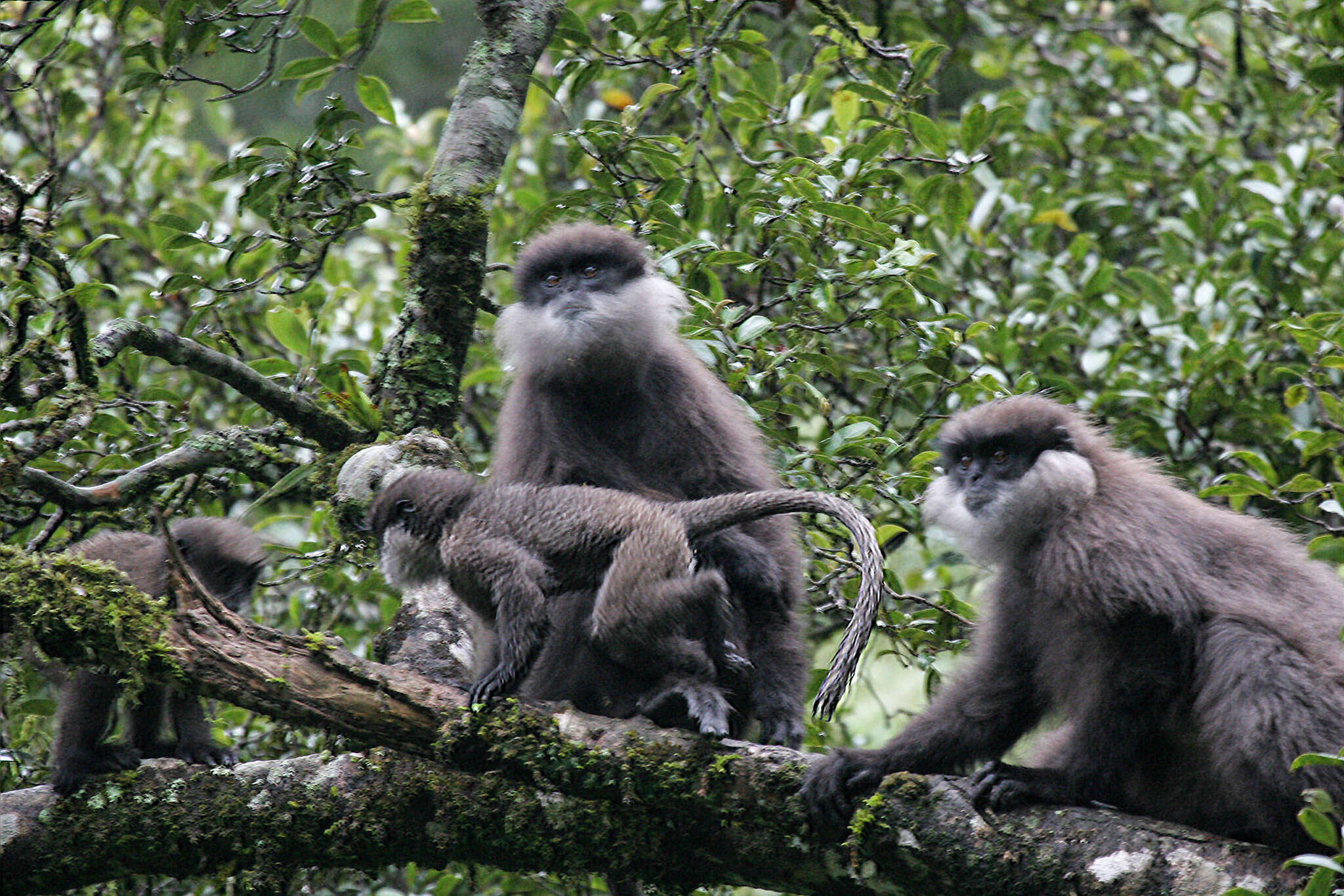 Image of Semnopithecus vetulus monticola (Kelaart 1850)