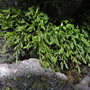 Sivun Asplenium alternifolium Wulf. kuva