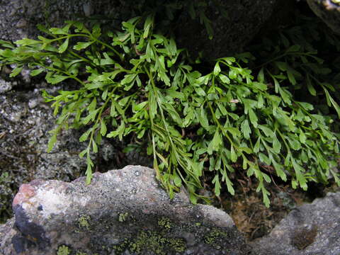 Plancia ëd Asplenium alternifolium Wulf.