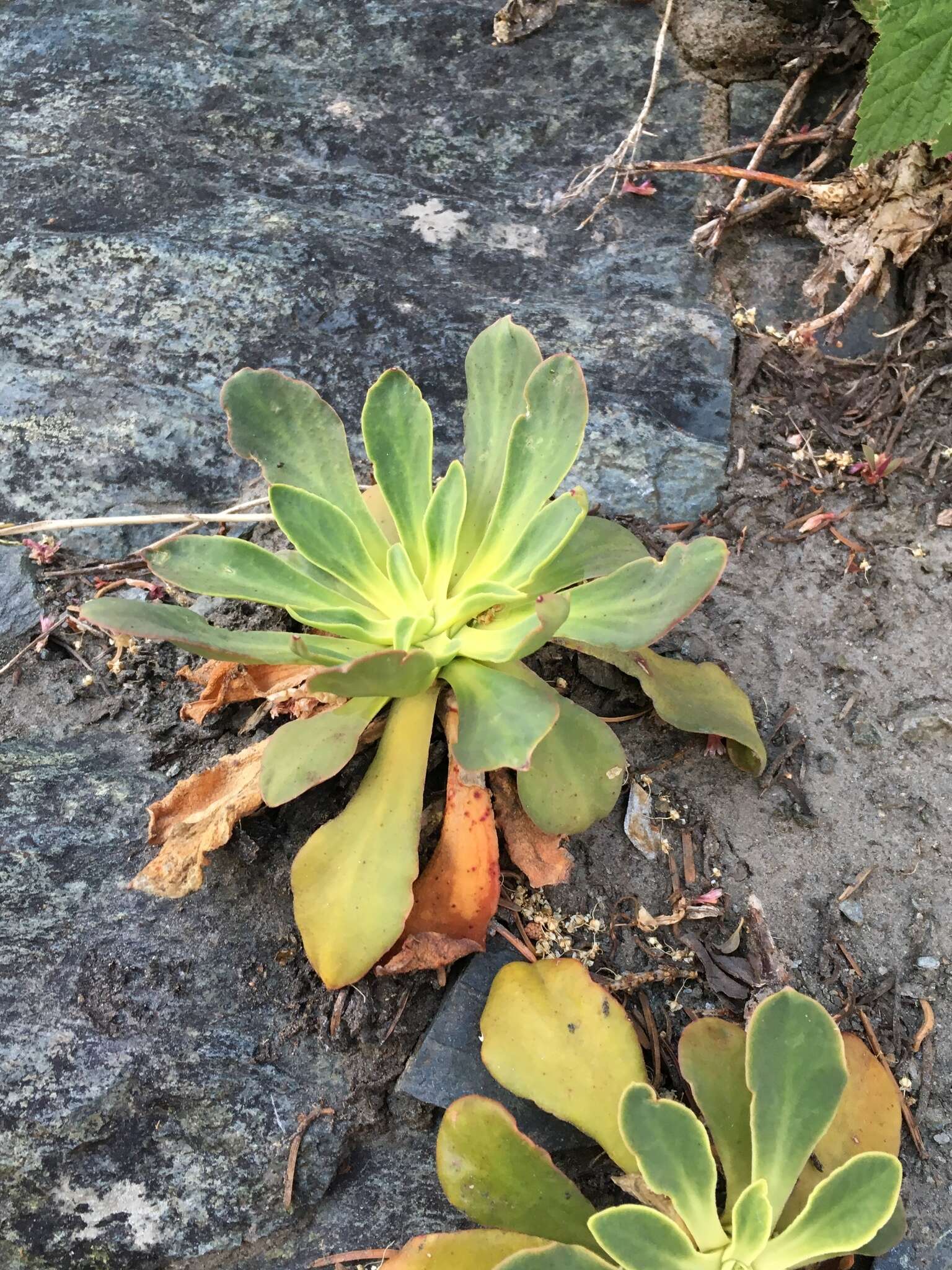 Image of Siskiyou lewisia