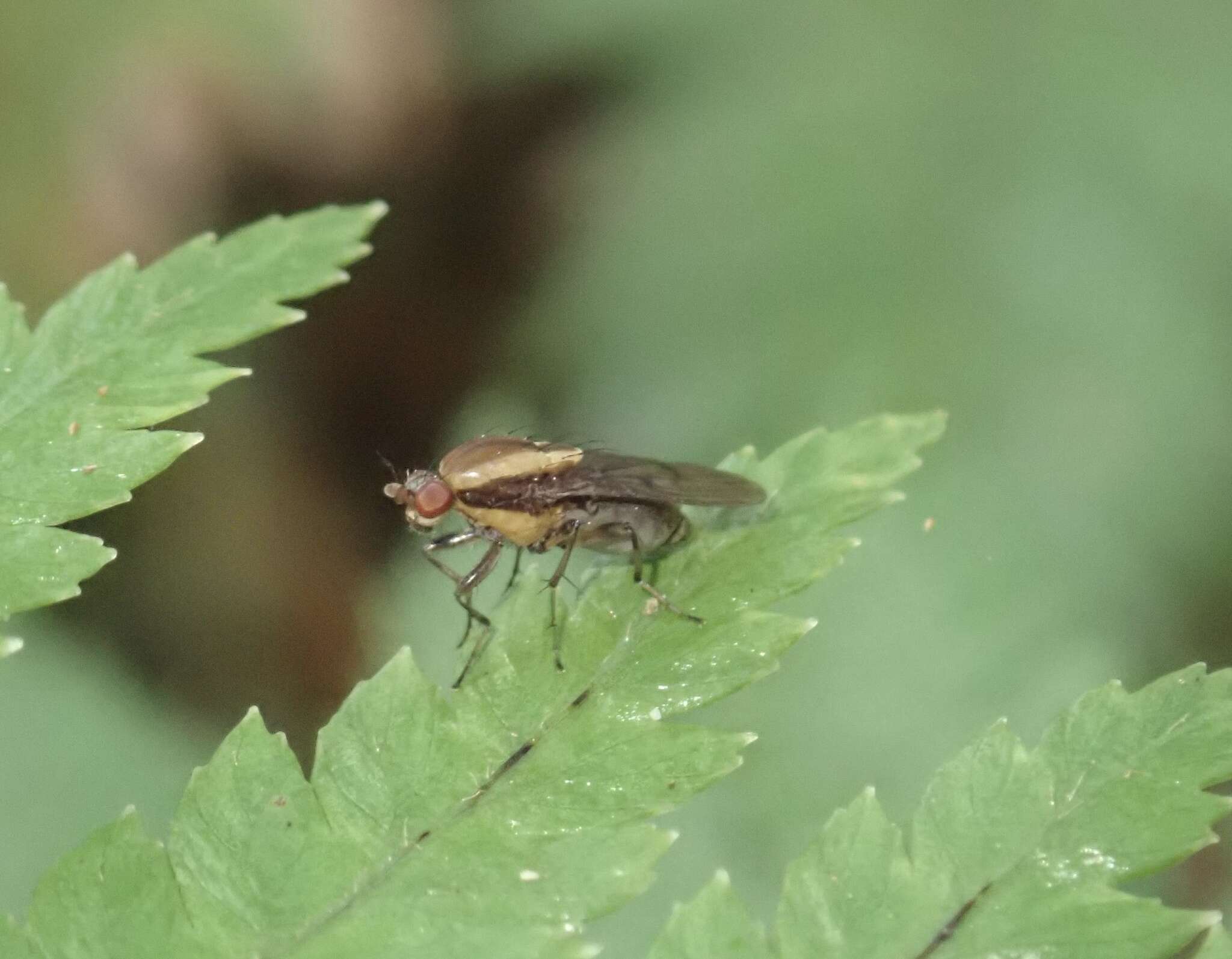 Image of Allophylopsis scutellata (Hutton 1901)