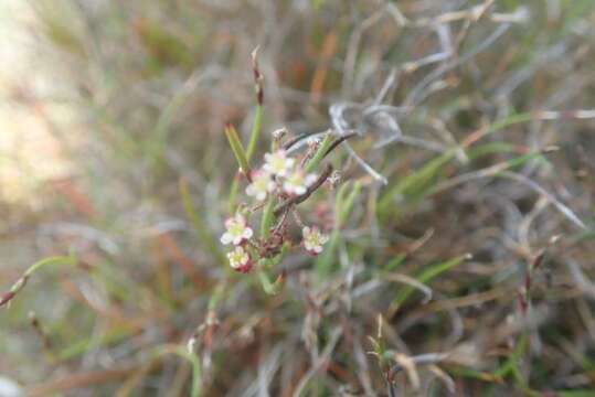 Image of Centella virgata (L. fil.) Drude