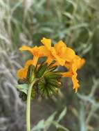 Image of forked green fiddleneck