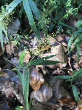 Image of Panicum sarmentosum Roxb.