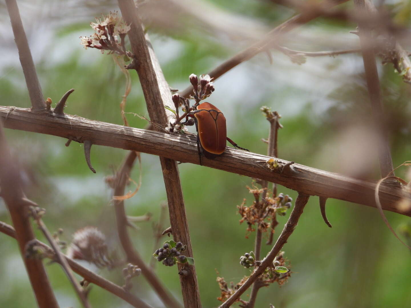 Image of Pachnoda marginata (Drury 1773)