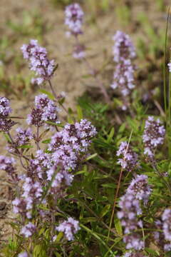 Image of Thymus pulegioides subsp. pannonicus (All.) Kerguélen