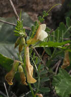 Image of smooth yellow vetch