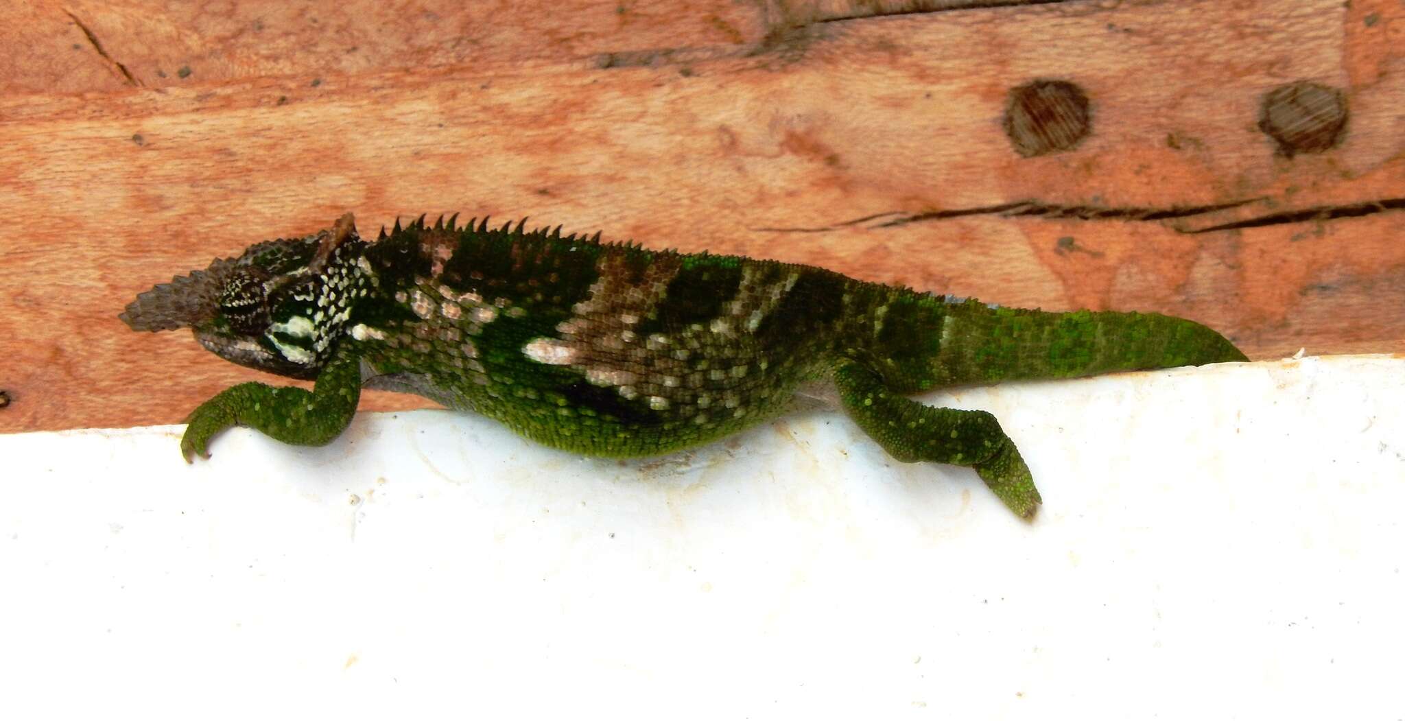 Image of West Usambara Blade-horned Chameleon