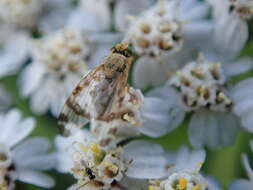 Image of Sphenella marginata (Fallen 1814)