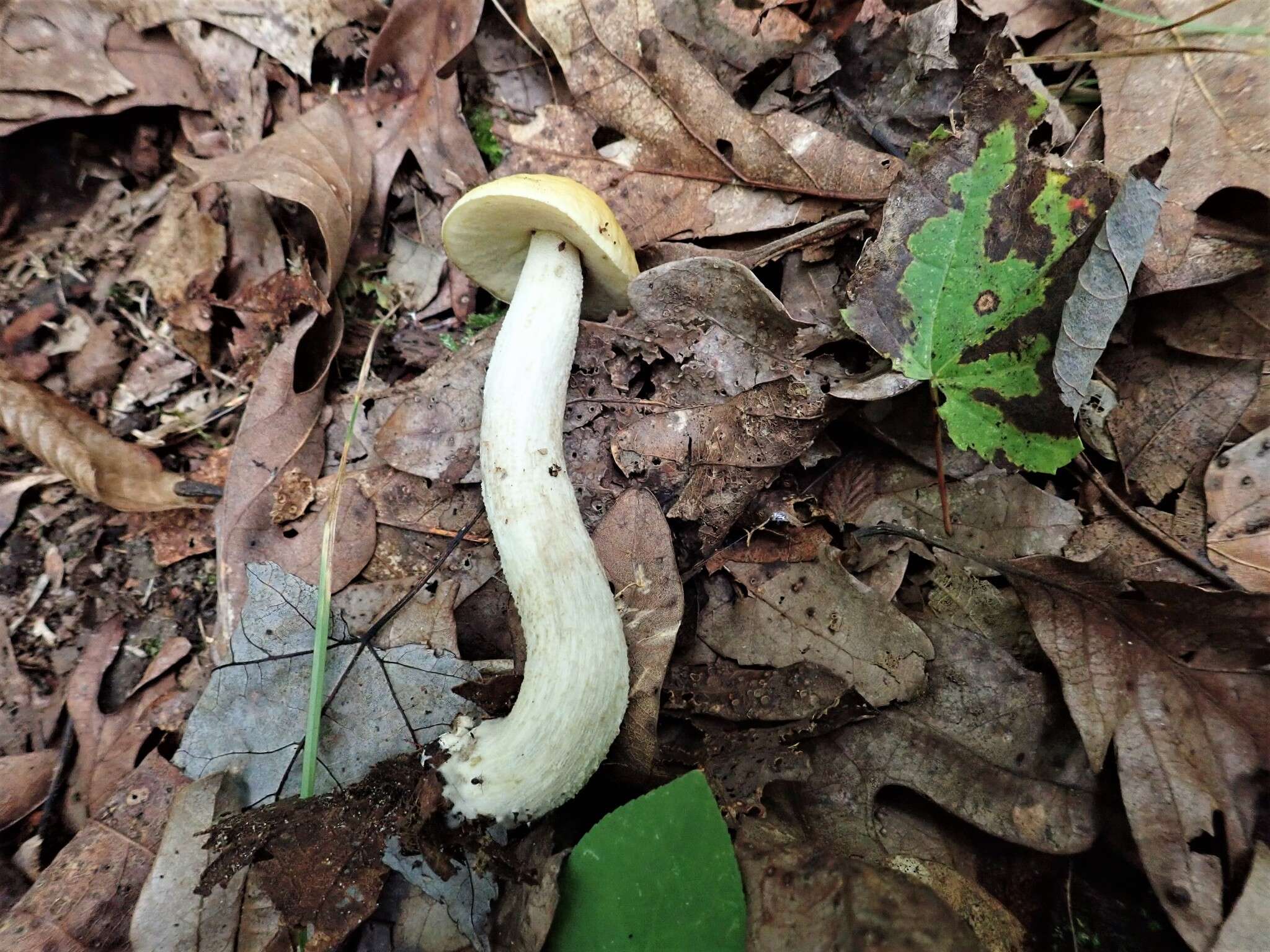 Image of Leccinum luteum A. H. Sm., Thiers & Watling 1967