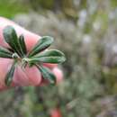 Image of Linochilus rhomboidalis