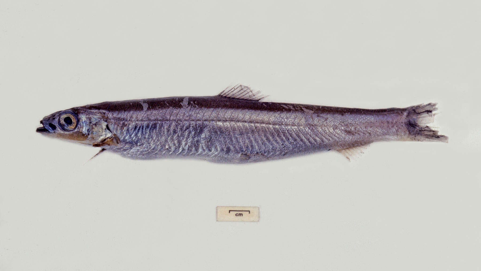 Image of Bathylagichthys problematicus (Lloris & Rucabado 1985)