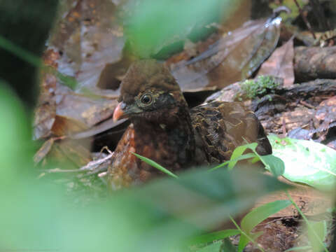 Image of Chestnut Wood Quail