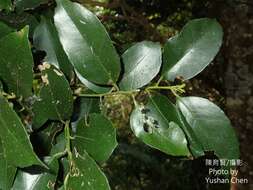 Imagem de Ilex ficoidea Hemsl.