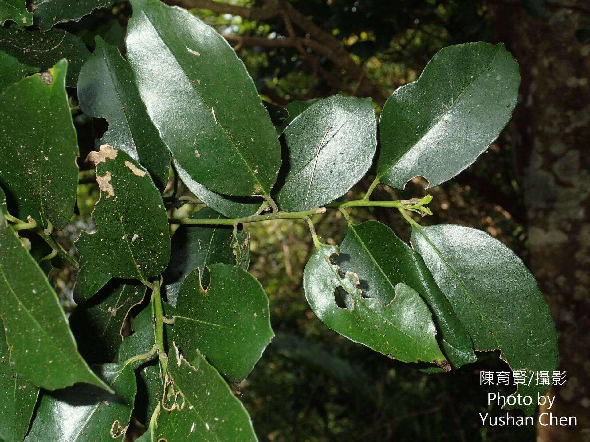 Слика од Ilex ficoidea Hemsl.