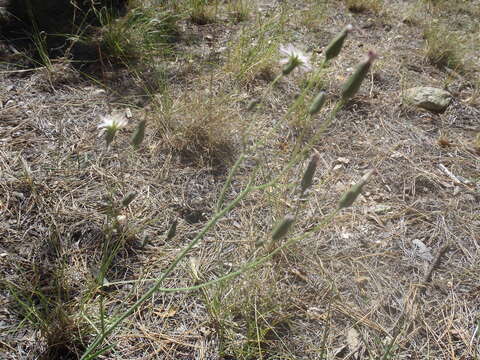 Image of Huachuca hawkweed