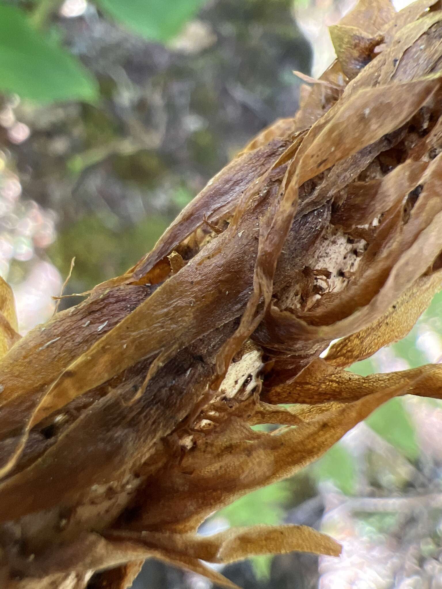 Plancia ëd Dryopteris unidentata (Hook. & Arn.) C. Chr.