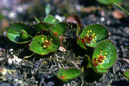 Image of snowbed willow