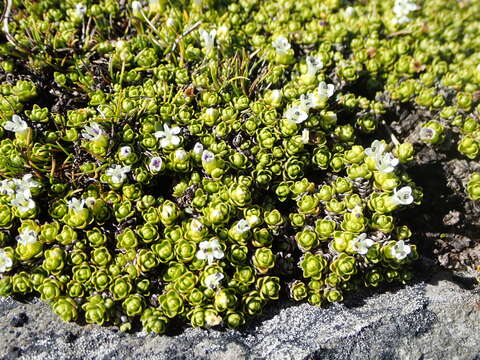 Image of Veronica chionohebe Garn.-Jones