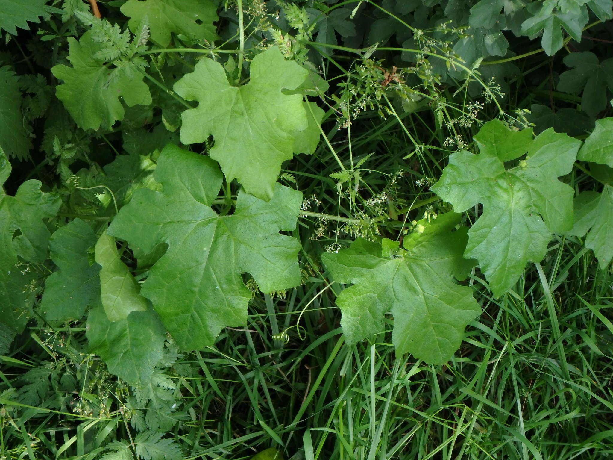 Image of white bryony