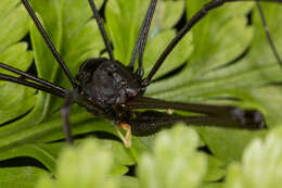 Image of Pantopsalis cheliferoides