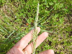 Image of White Fluff Grass