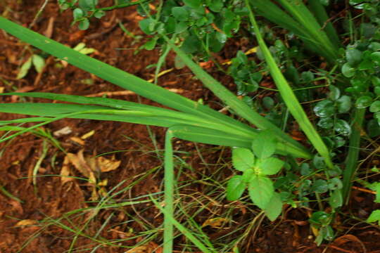 Image of Freesia grandiflora subsp. grandiflora