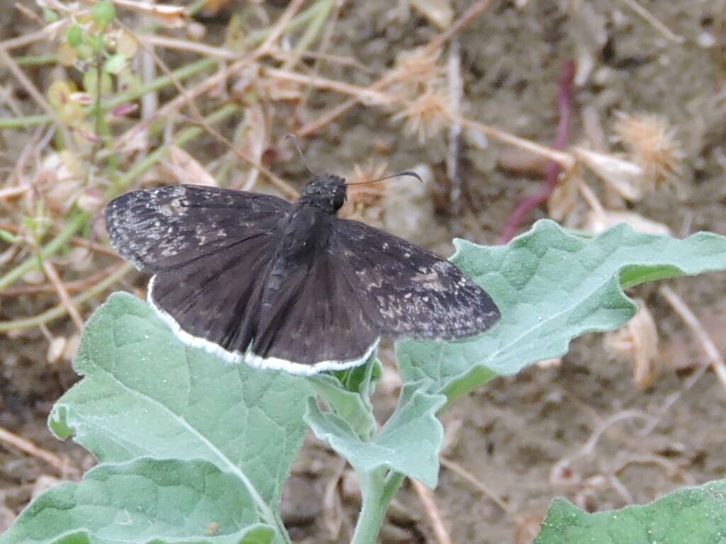 Image of Funereal Duskywing