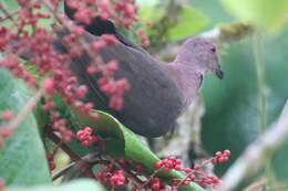 Patagioenas nigrirostris (Sclater & PL 1860) resmi