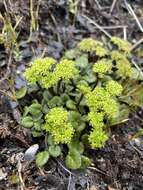 Imagem de Diplaspis cordifolia (Hook.) Hook. fil.