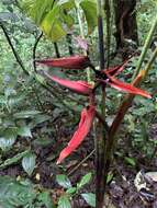 Image of Heliconia tortuosa Griggs