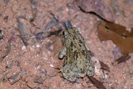 Image of Common Lesser Toad