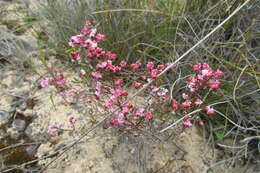 Image of Erica guthriei Bolus